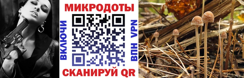 наркота  Дно  гидра зеркало  Псилоцибиновые грибы Psilocybine cubensis 